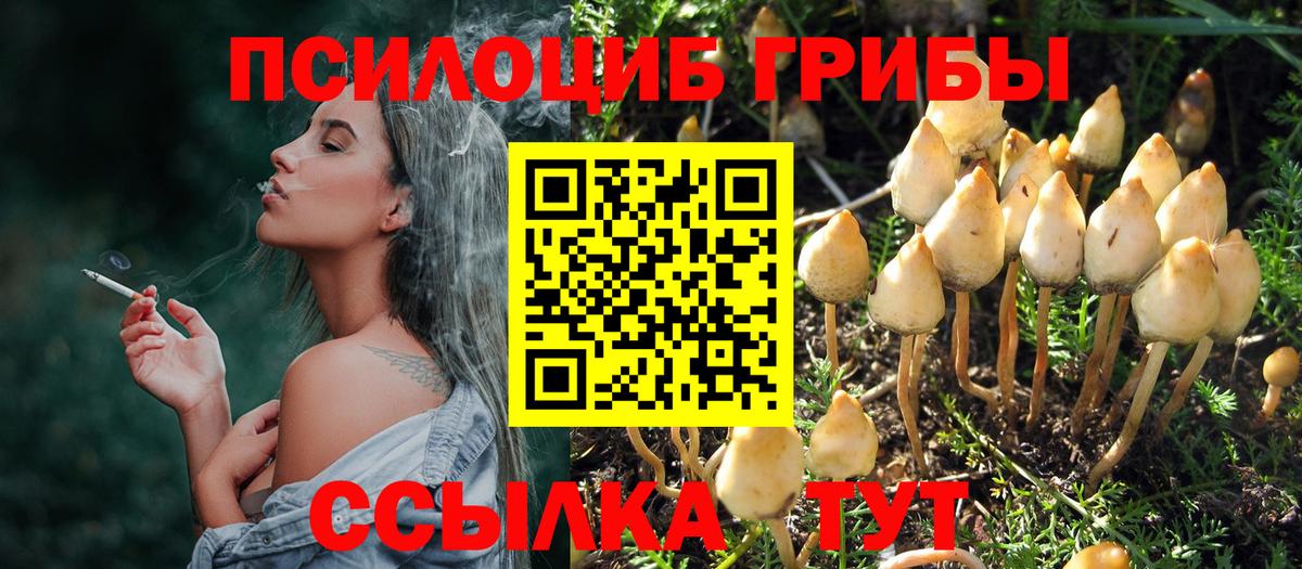 Псилоцибиновые грибы Psilocybe Касимов